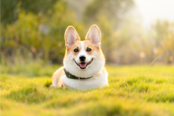 Exercícios para Manter seu Cachorro Ativo