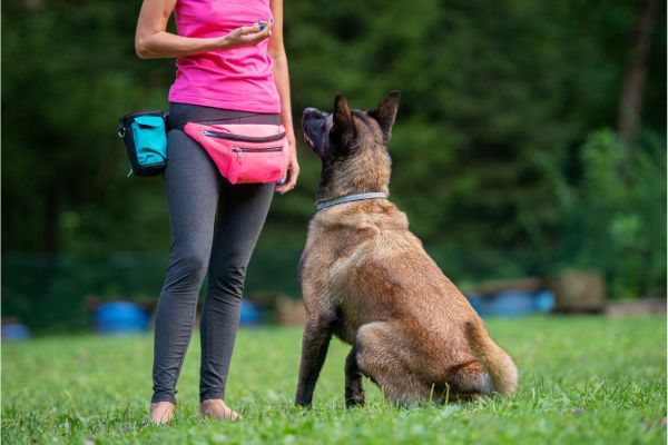 Treinando Seu Cachorro Dicas e Estratégias Eficazes